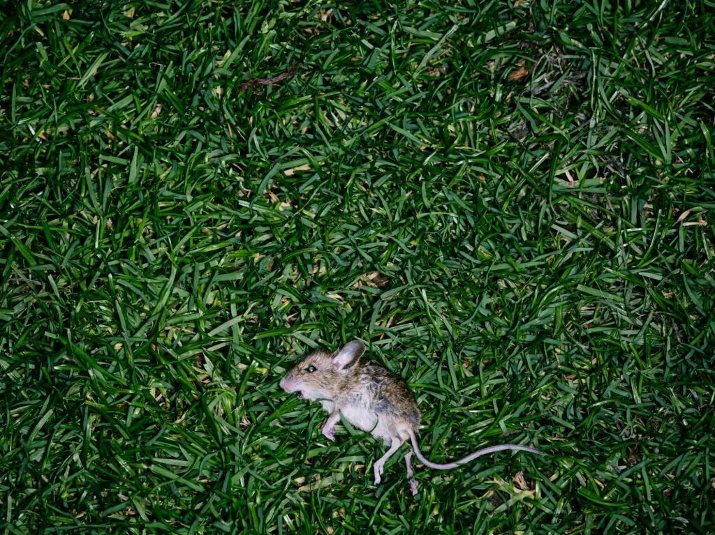 what is the spiritual meaning of a dead mouse