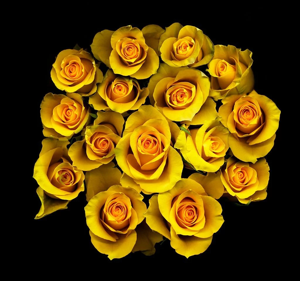 yellow roses spiritual meaning